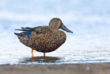 Image. Australasian Shoveler