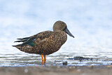 Image. Australasian Shoveler