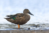 Image. Australasian Shoveler