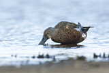 Image. Australasian Shoveler