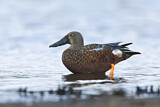 Image. Australasian Shoveler