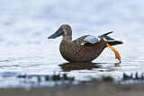 Image. Australasian Shoveler