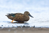 Image. Australasian Shoveler