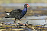 Image. Australasian Swamphen