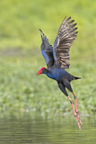 Image. Australasian Swamphen