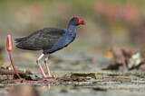Image. Australasian Swamphen