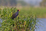 Image. Australasian Swamphen