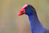 Image. Australasian Swamphen