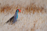 Image. Australasian Swamphen