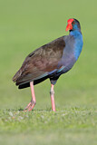 Image. Australasian Swamphen