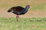 Image. Australasian Swamphen