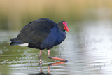 Image. Australasian Swamphen