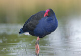 Image. Australasian Swamphen