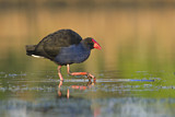 Image. Australasian Swamphen