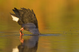 Image. Australasian Swamphen