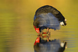 Image. Australasian Swamphen