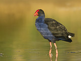 Image. Australasian Swamphen
