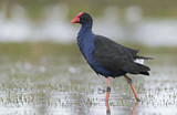 Image. Australasian Swamphen
