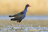 Image. Australasian Swamphen