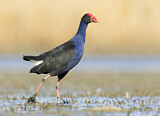 Image. Australasian Swamphen