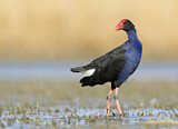 Image. Australasian Swamphen