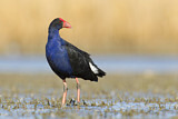 Image. Australasian Swamphen