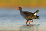 Image. Australasian Swamphen