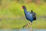 Image. Australasian Swamphen
