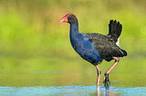 Image. Australasian Swamphen
