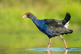 Image. Australasian Swamphen
