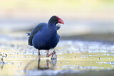 Image. Australasian Swamphen