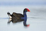 Image. Australasian Swamphen