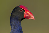 Image. Australasian Swamphen