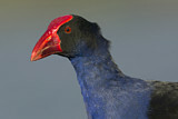 Image. Australasian Swamphen