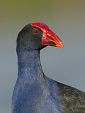 Image. Australasian Swamphen