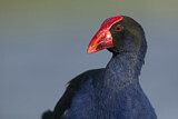 Image. Australasian Swamphen