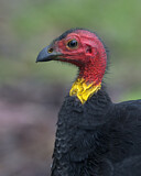 Image. Australbuschhuhn