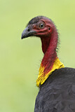 Image. Australian Brushturkey