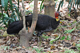 Image. Australian Brushturkey