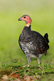 Image. Australian Brushturkey
