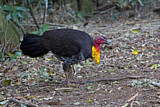 Image. Australian Brushturkey