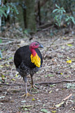 Image. Australian Brushturkey