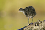 Image. Australian Coot