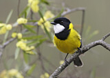 Image. Australian Golden Whistler