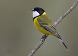 Image. Australian Golden Whistler