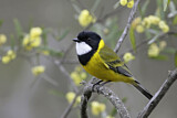 Image. Australian Golden Whistler