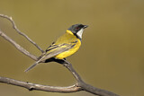 Image. Australian Golden Whistler