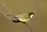Image. Australian Golden Whistler
