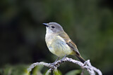 Image. Australian Golden Whistler