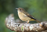 Image. Australian Golden Whistler